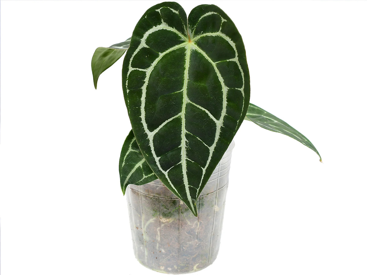 anthurium ochreatum Anthurium Glamour Green
