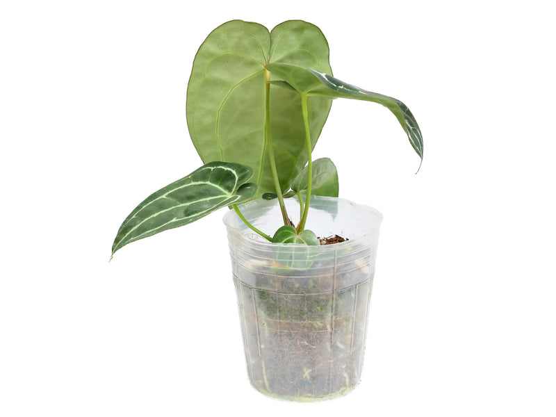 anthurium glabra Anthurium Glamour Green