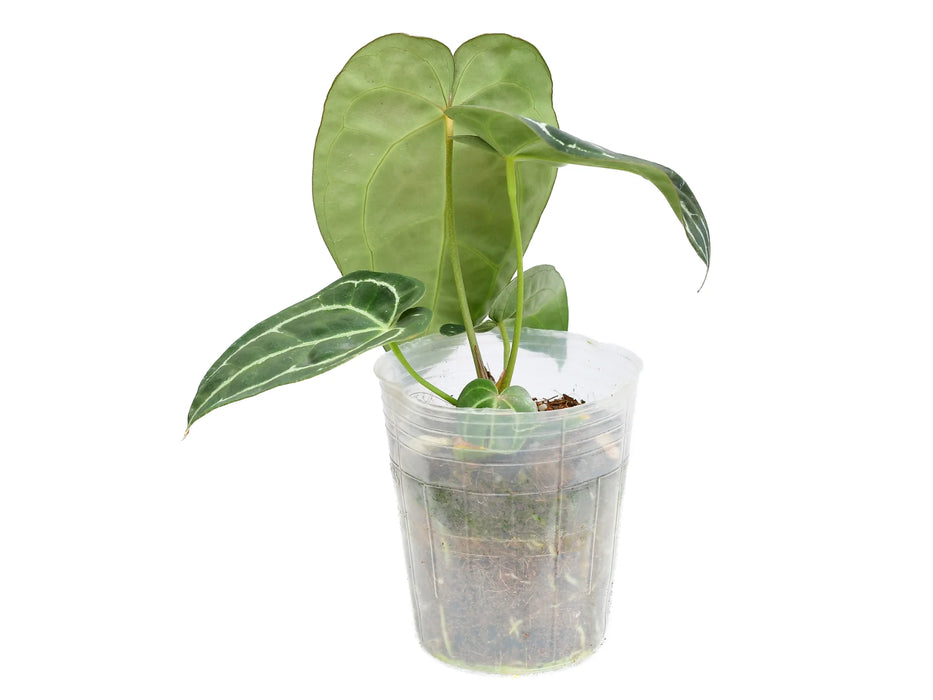 Anthurium Glamour Green