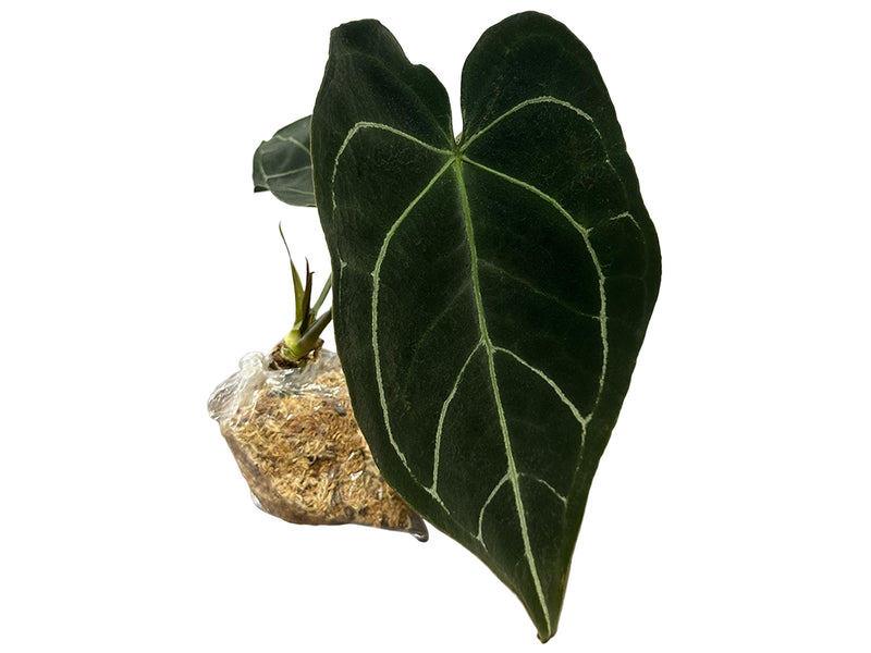 Anthurium Glamour Green