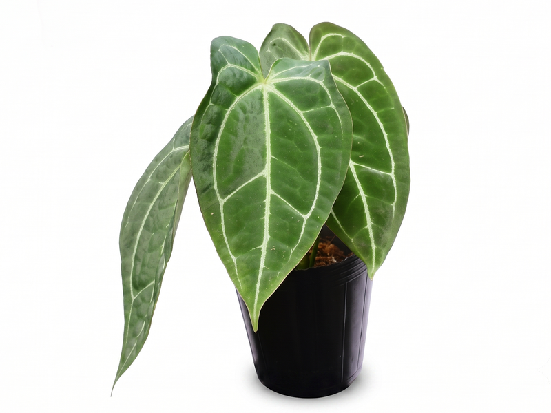 Anthurium Glamour Green x Anth. Deborah Ward