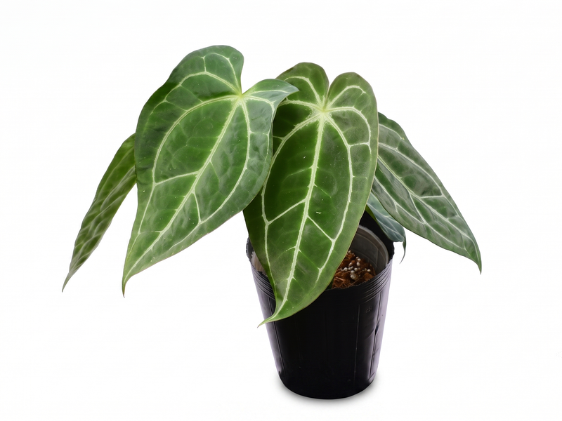 Anthurium Glamour Green x Anth. Deborah Ward