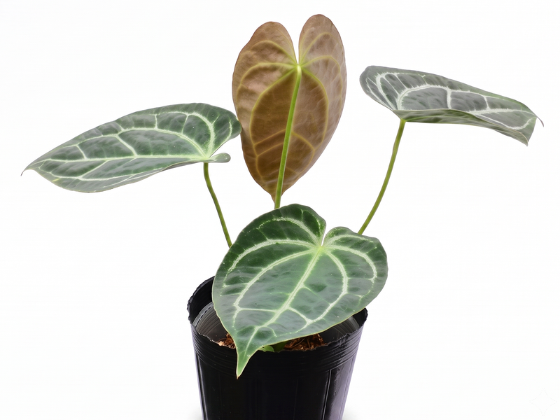 Anthurium Glamour Green x Anth. Deborah Ward