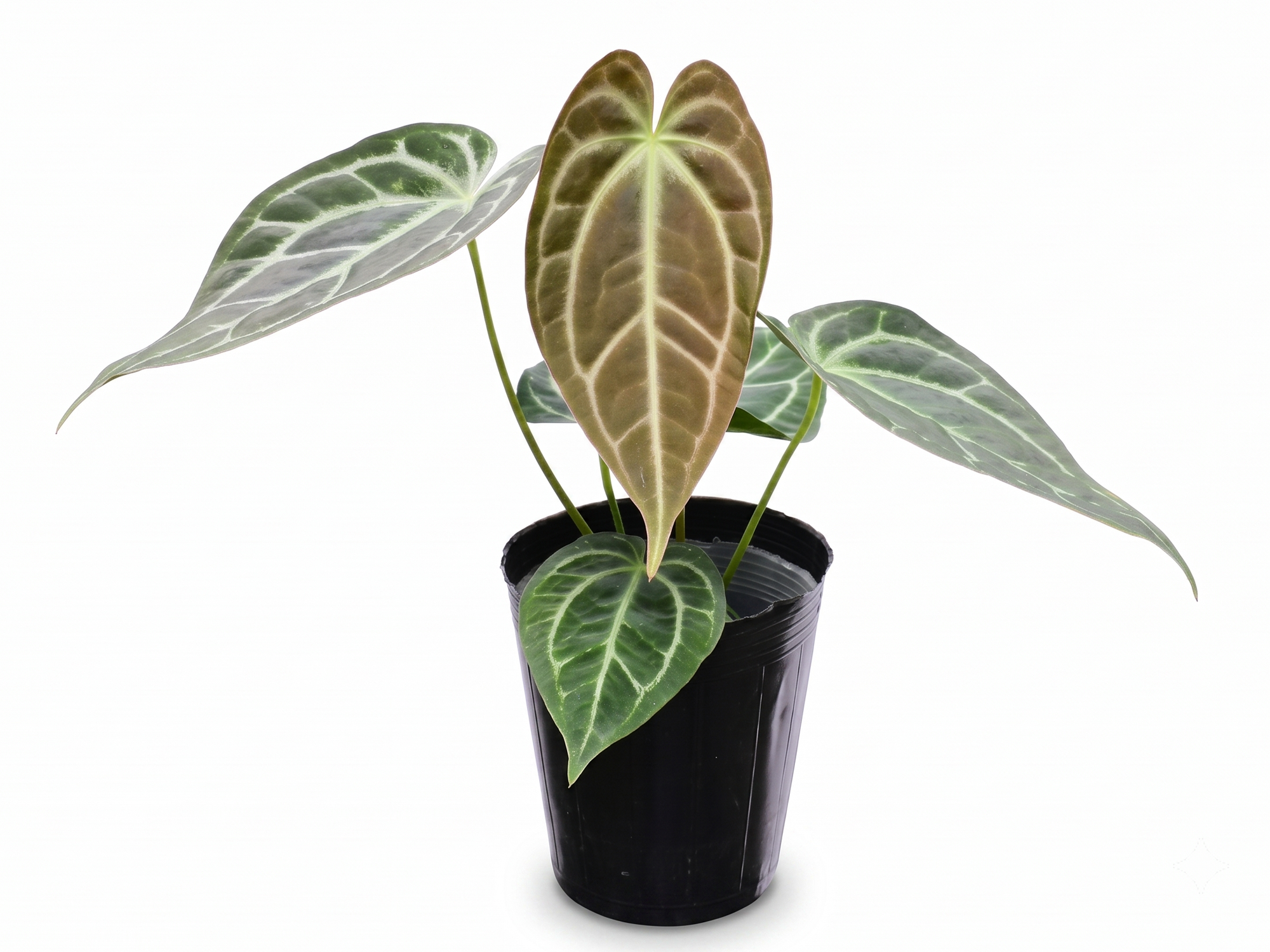 Anthurium Glamour Green x Anth. Deborah Ward