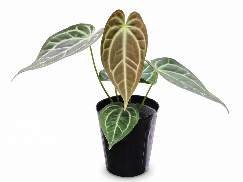 Anthurium Glamour Green x Anth. Deborah Ward