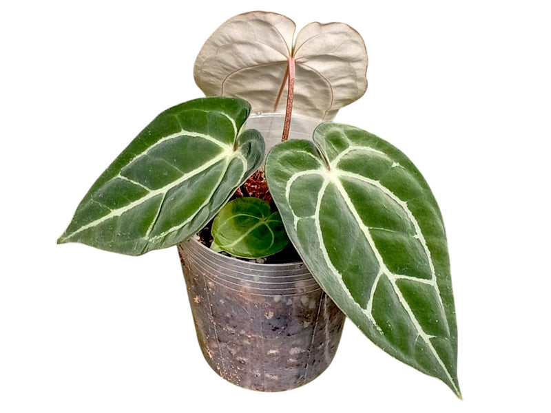 Anthurium Glamour Green x Anth. carlablackiae 'Inverse crossing'