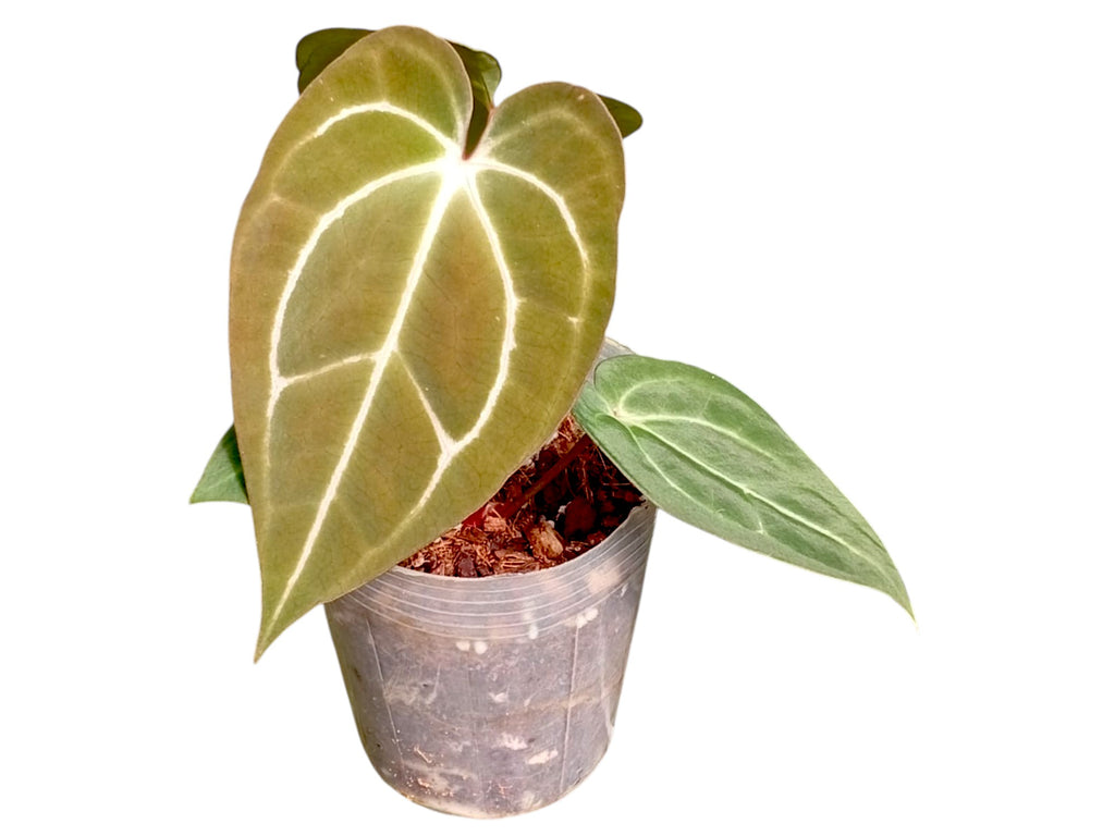 Anthurium Glamour Green x Anth. carlablackiae 'Inverse crossing