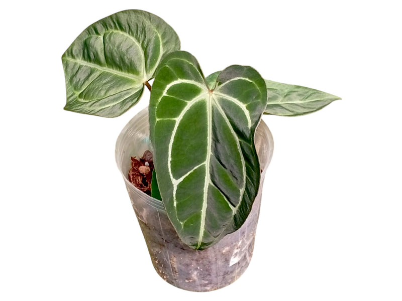 Anthurium Glamour Green x Anth. carlablackiae 'Inverse crossing'