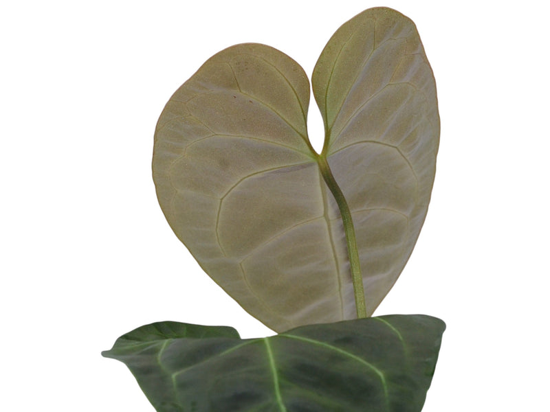 Anthurium Glamour Green x Anthurium Andean Moon