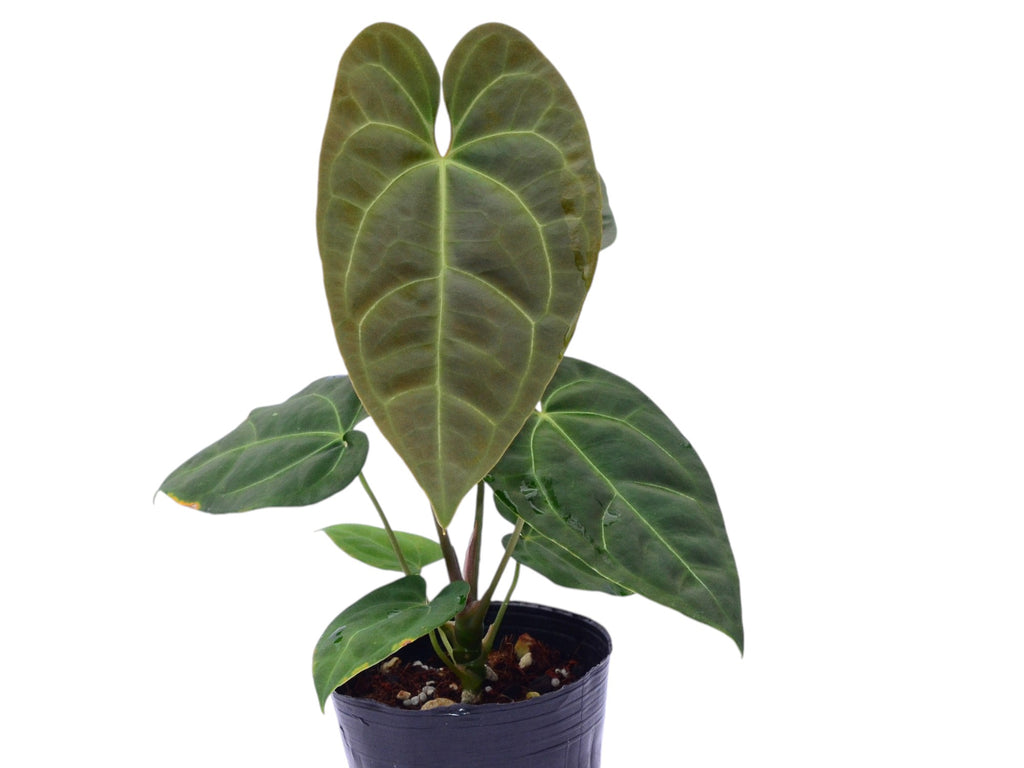 anthurium lingua Anthurium Andean Green Moon