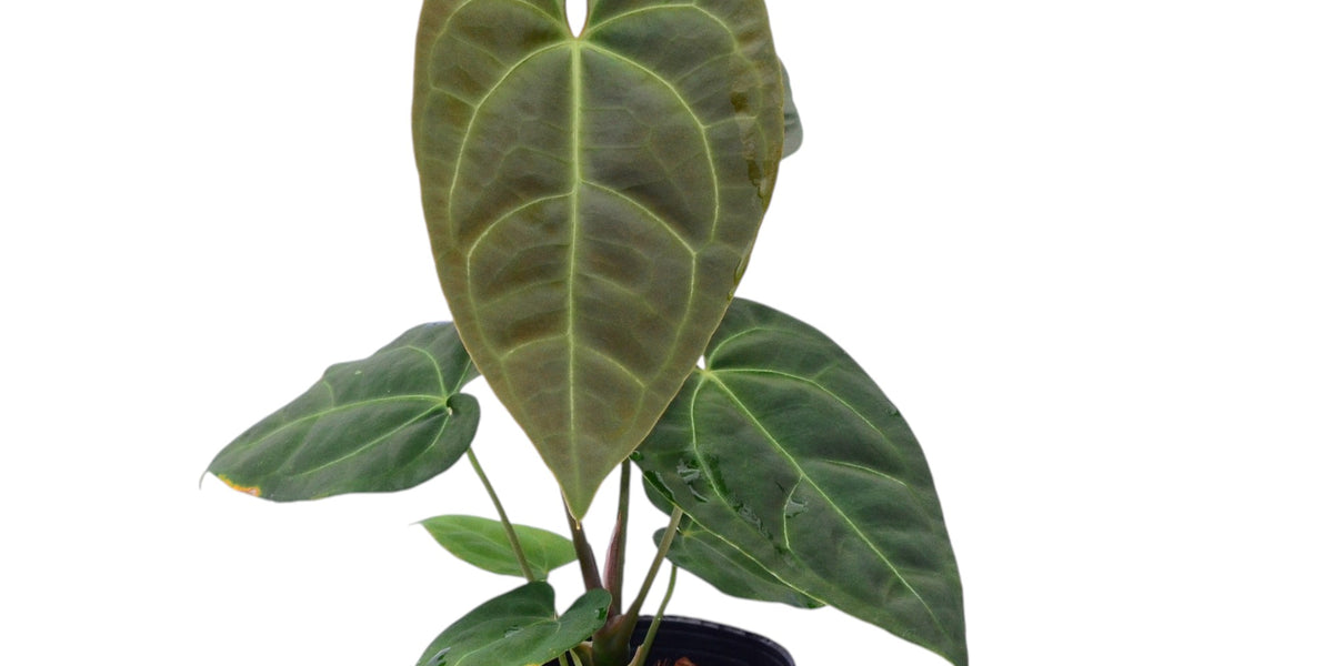 anthurium andean queen Anthurium Andean Green Moon