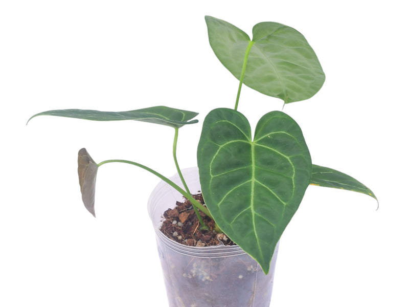 Anthurium Glamour Green x Anthurium Wonder