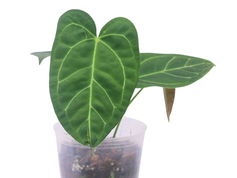 Anthurium Glamour Green x Anthurium Wonder