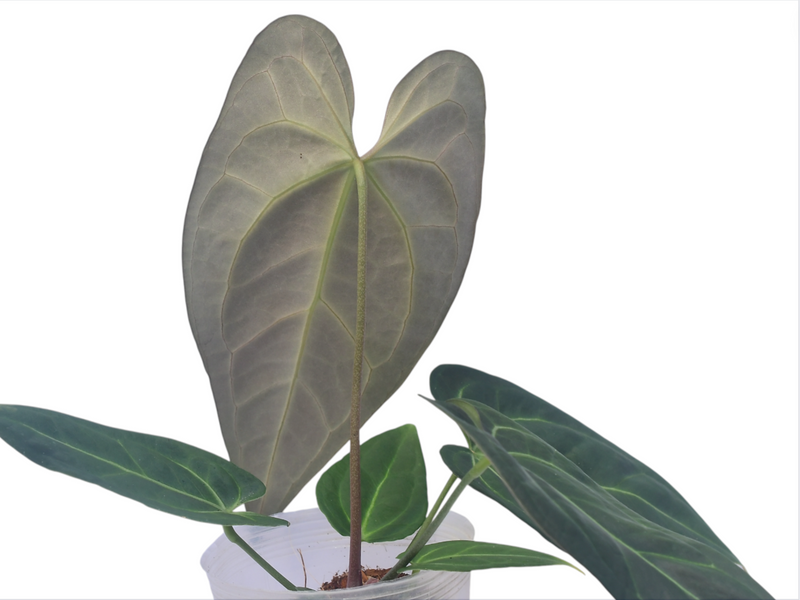 gold anthurium Anthurium Gold Rush x Anthurium crystallinum