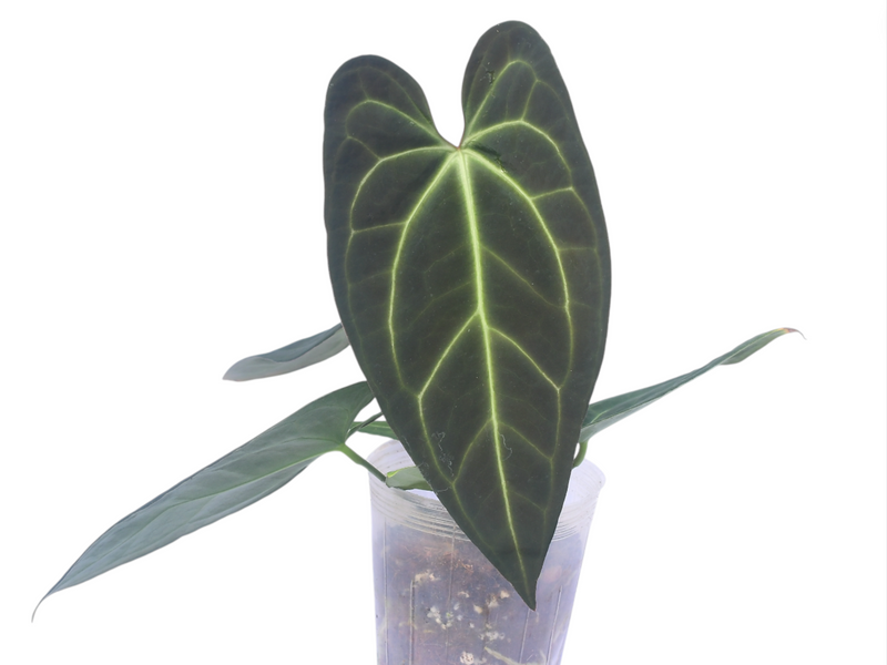 Anthurium Gold Rush x Anthurium crystallinum