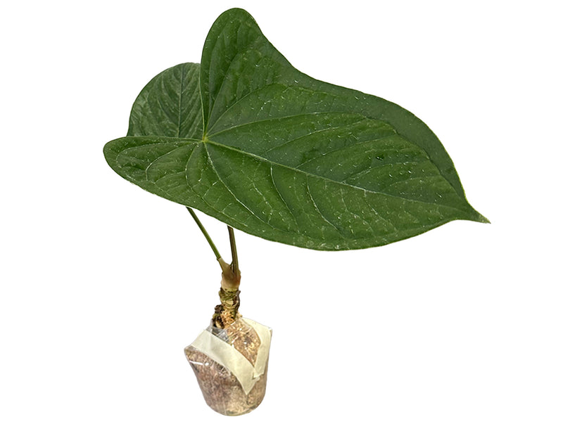 Anthurium Green Crocodile