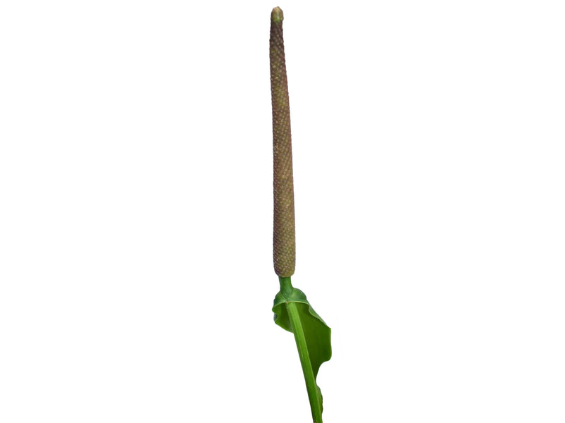 anthurium crocodile Anthurium Green Crocodile — Ecuagenera Orquídeas del Ecuador