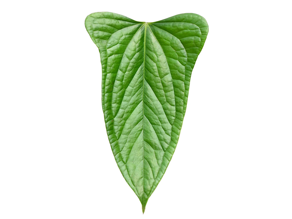 anthurium crocodile Anthurium Green Crocodile