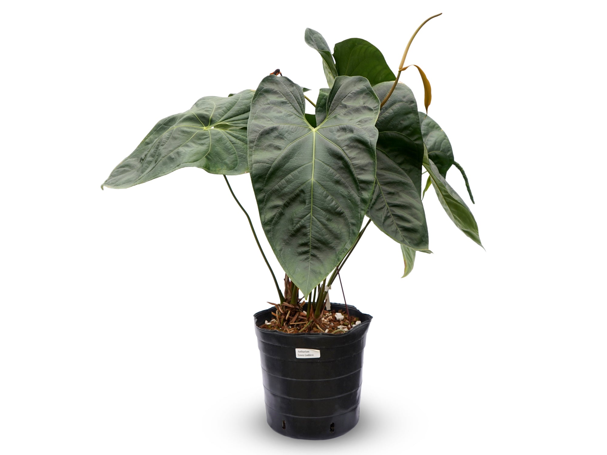 Anthurium Green Goddess