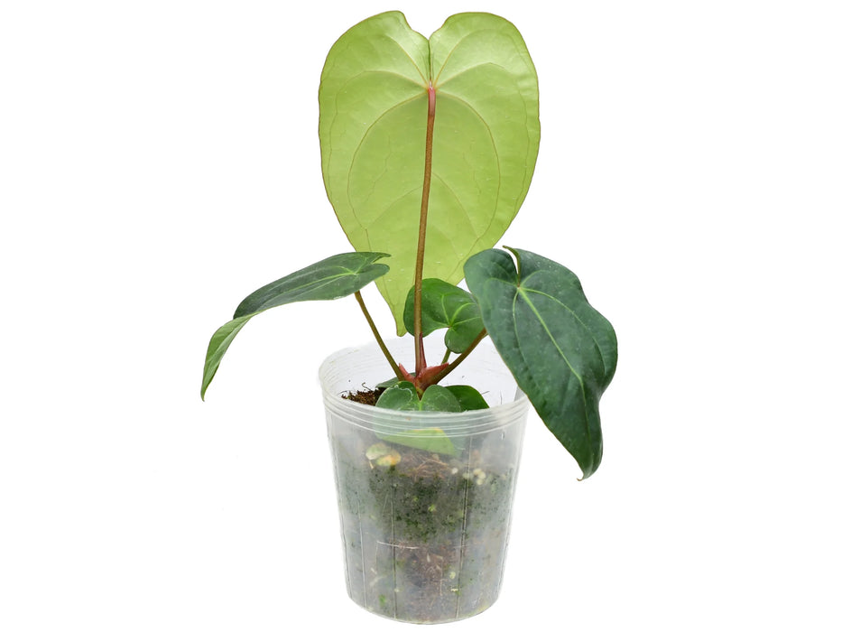 Anthurium Green Goddess