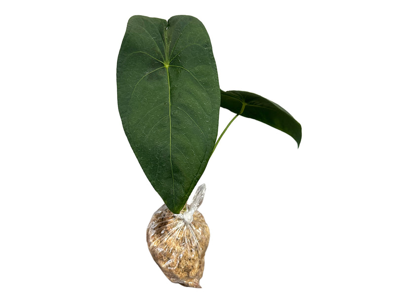 Anthurium Green Goddess