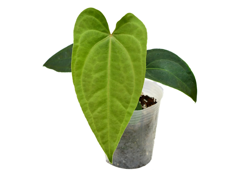 Anthurium Green Goddess