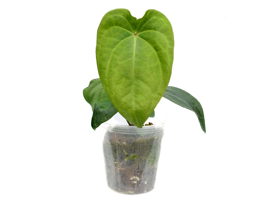 Anthurium Green Goddess