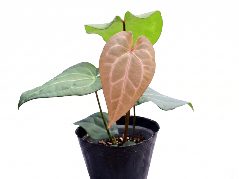 Anthurium Green Heart x (Anth. Dr. Block x Red Crystal NSE)