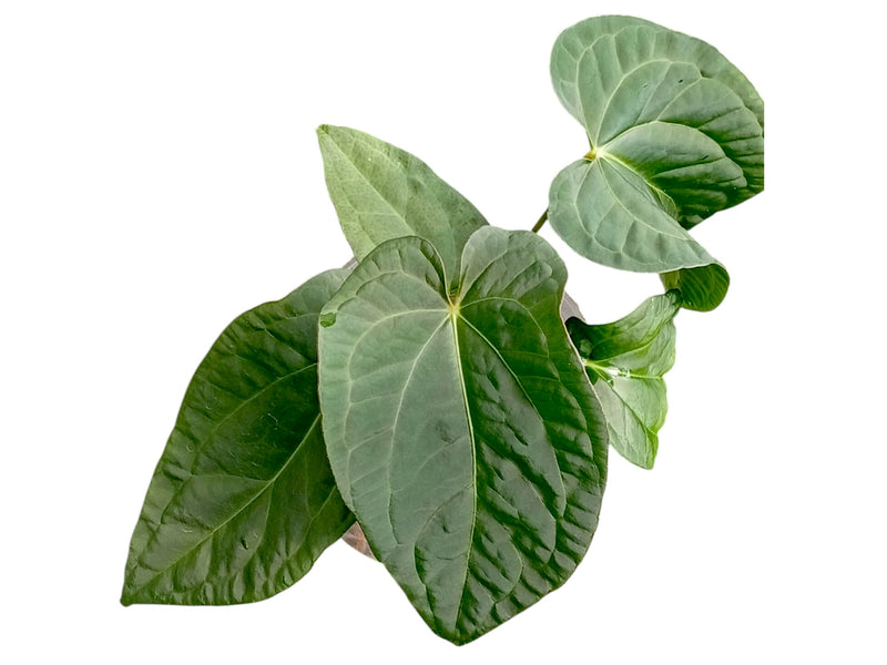 Anthurium Green Heart x Anthurium Crystal Dress