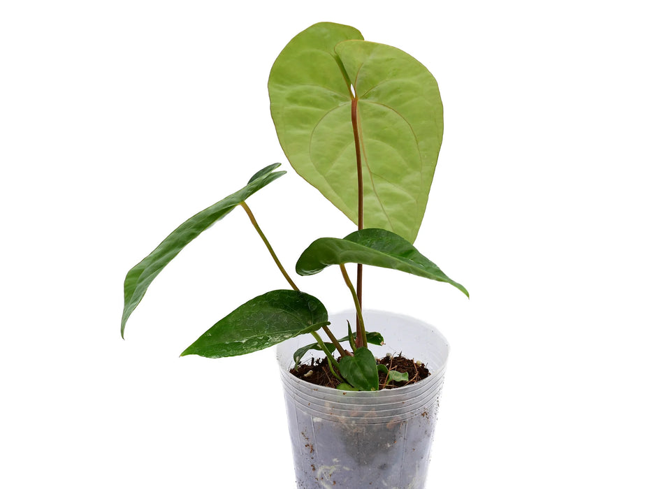 Anthurium Green Sapphire