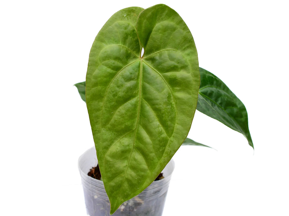 Anthurium Green Sapphire