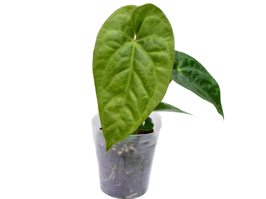 Anthurium Green Sapphire