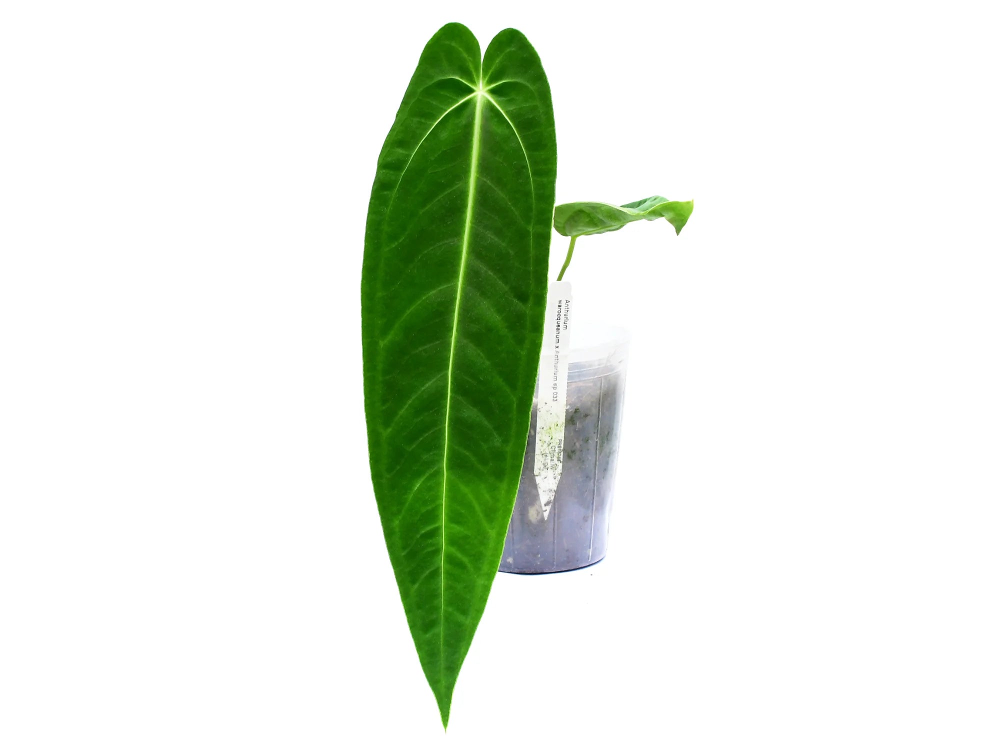 anthurium savannah Anthurium Green Savannah