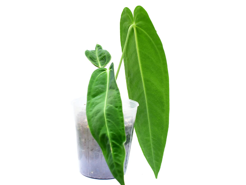 anthurium green Anthurium Green Savannah — Ecuagenera Orquídeas del Ecuador