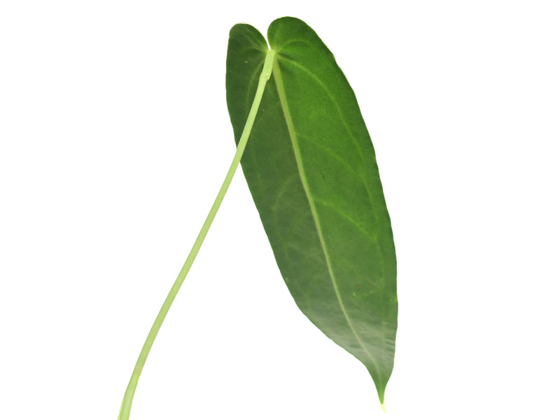 anthurium green Anthurium Green Tongue