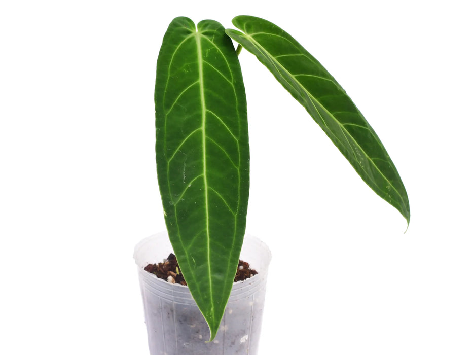 Anthurium Green Tongue