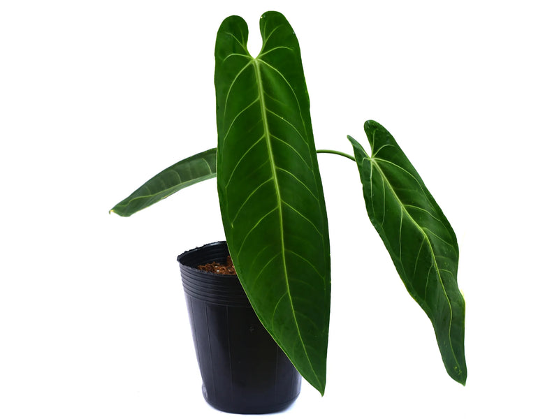 anthurium vert Anthurium Green Tongue