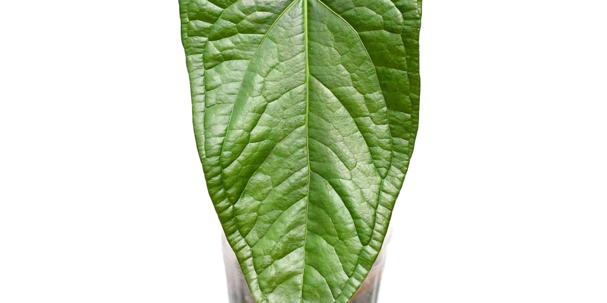 Anthurium Halloween Night