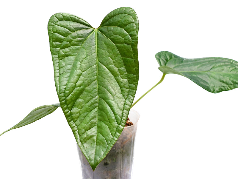anthurium halloween night Anthurium Halloween Night — Ecuagenera Orquídeas del Ecuador
