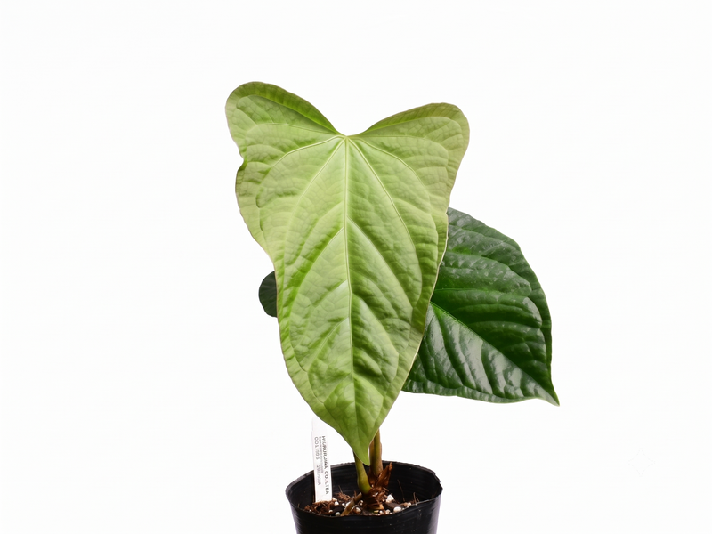 Anthurium Halloween Night x Anthurium Urban Jungle