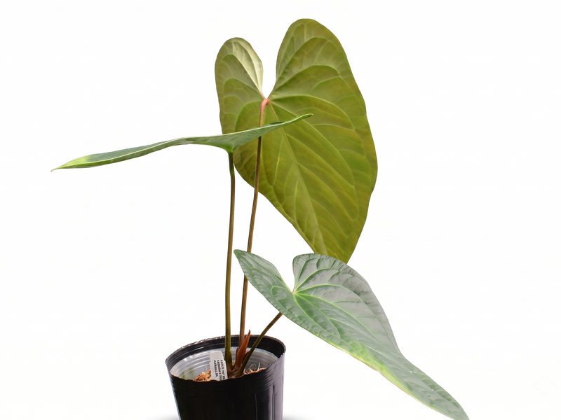 Anthurium Halloween Night x Anthurium Urban Jungle
