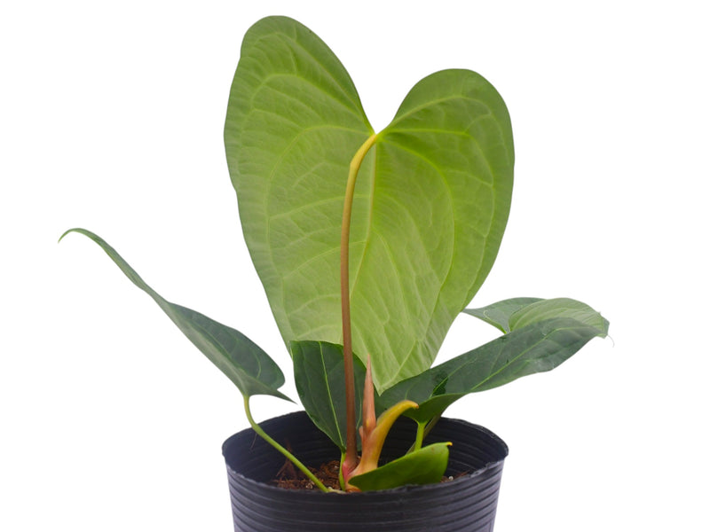 Anthurium Halloween Night x Anthurium regale