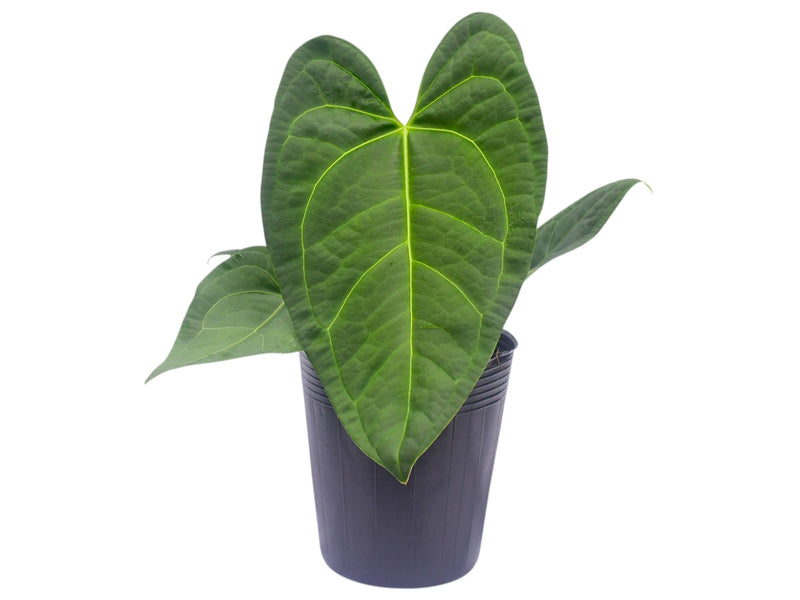 Anthurium Halloween Night x Anthurium regale