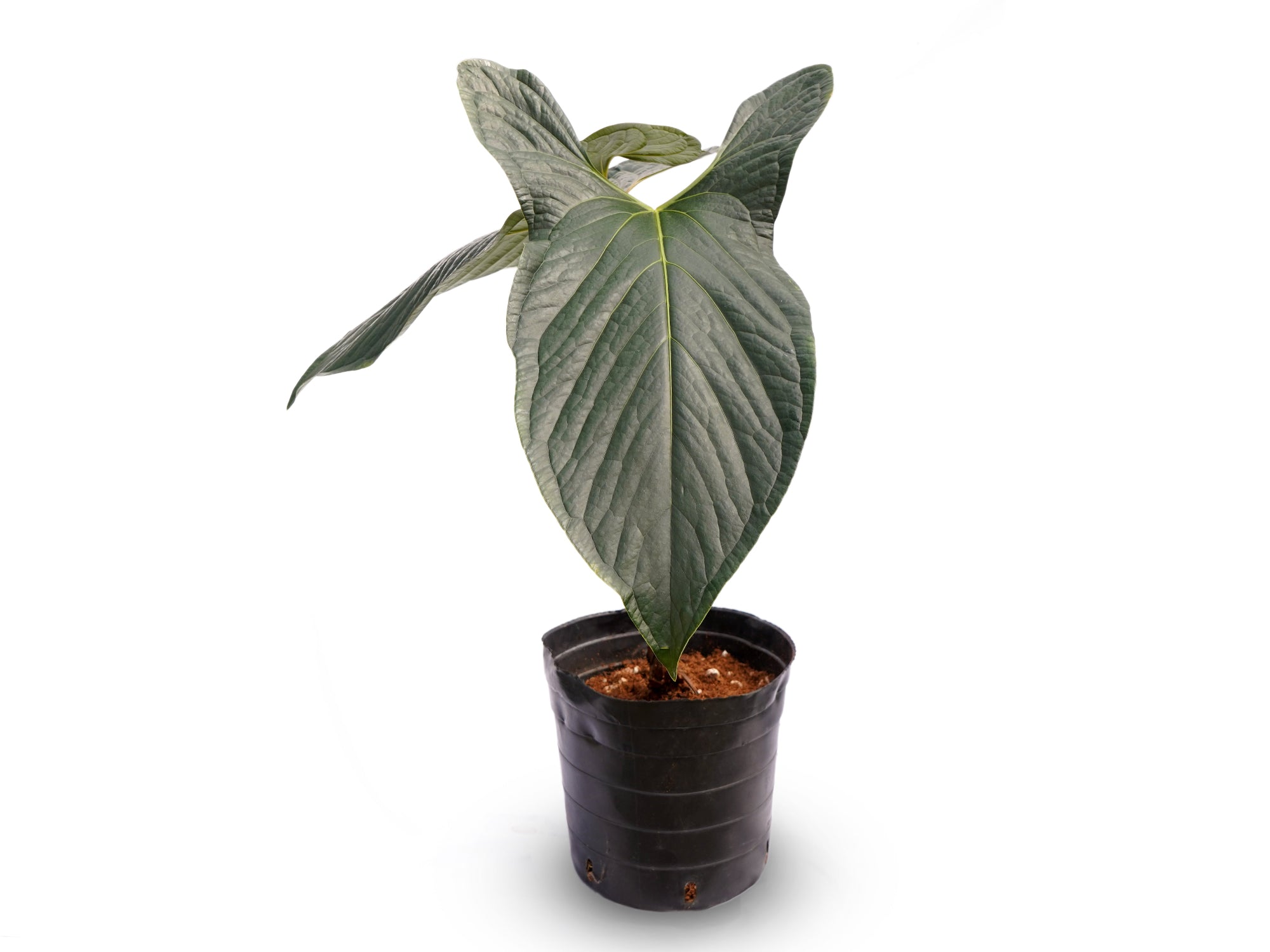 Anthurium Happy Bunny