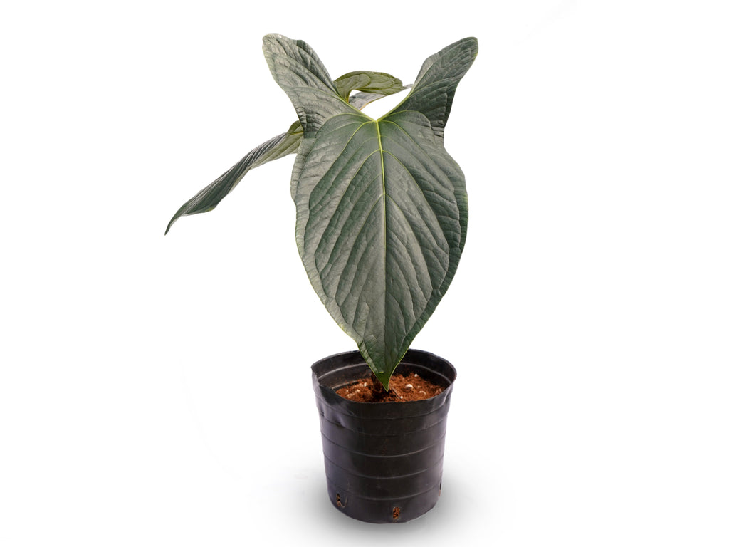 Anthurium Happy Bunny — Ecuagenera Orquídeas del Ecuador