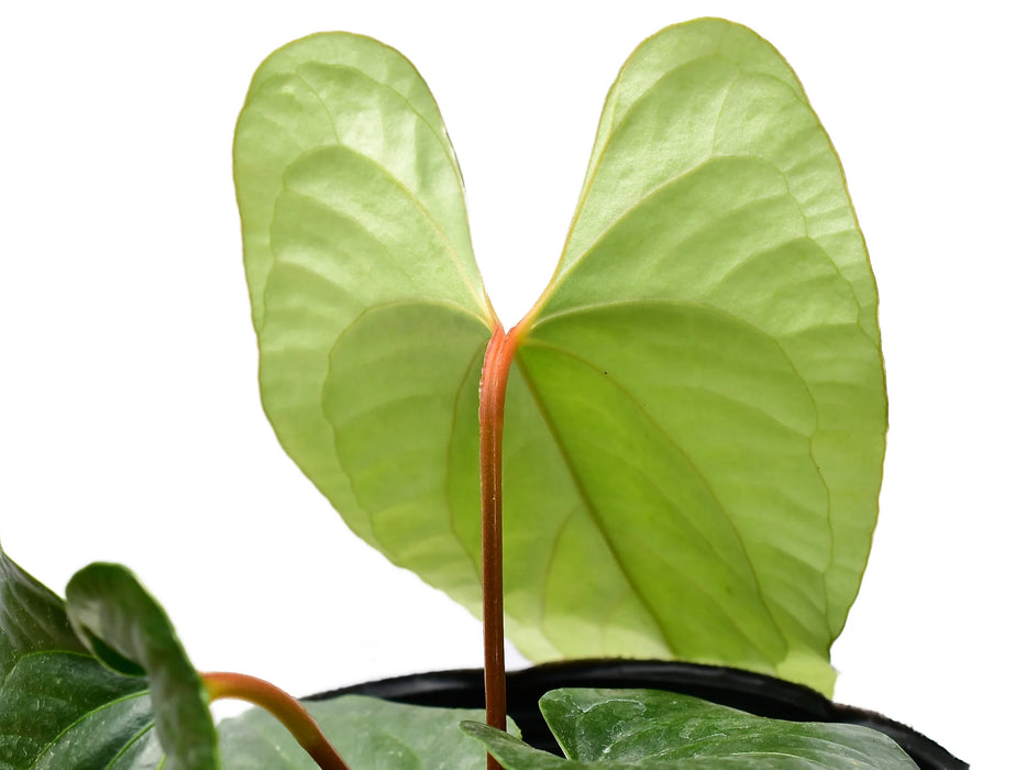 Anthurium Happy Bunny 'Inverse crossing'