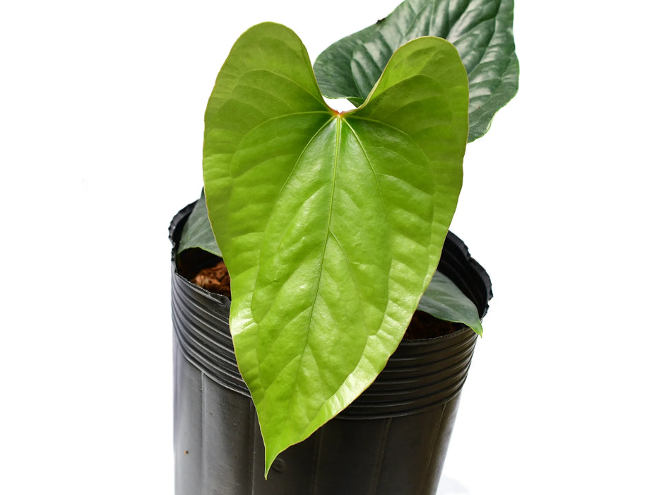 Anthurium Happy Bunny 'Inverse crossing'