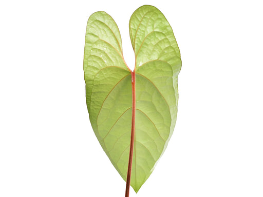 happy hearts anthurium Anthurium Happy Bunny