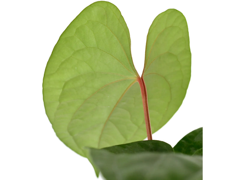Anthurium Happy Bunny — Ecuagenera Orquídeas del Ecuador Anthurium Happy Bunny — Ecuagenera Orquídeas del Ecuador