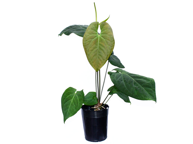 Anthurium Heart of The Anaconda
